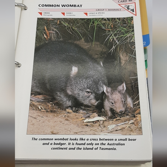 Vintage 1990 WILDLIFE FACT FILE Animal Binder 11 Dividers 260+ Cards Homeschool - Picture 7 of 10